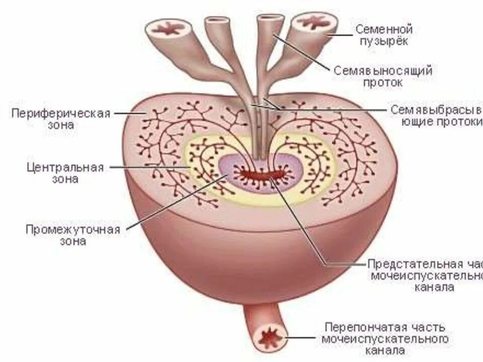 Функции предстательной железы анатомия. Схема строения предстательной железы. Предстательная железа анатомия строение и функции. Предстательная железа на разрезе анатомия. Маточка у мужчин