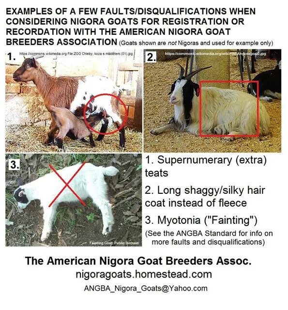 Goat перевод сленг. Goat карточка на английском. английски животные goat. Goat расшифровка. Goat slang meaning.