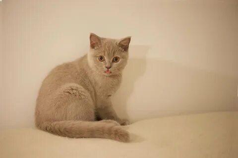 Лиловая кошка
