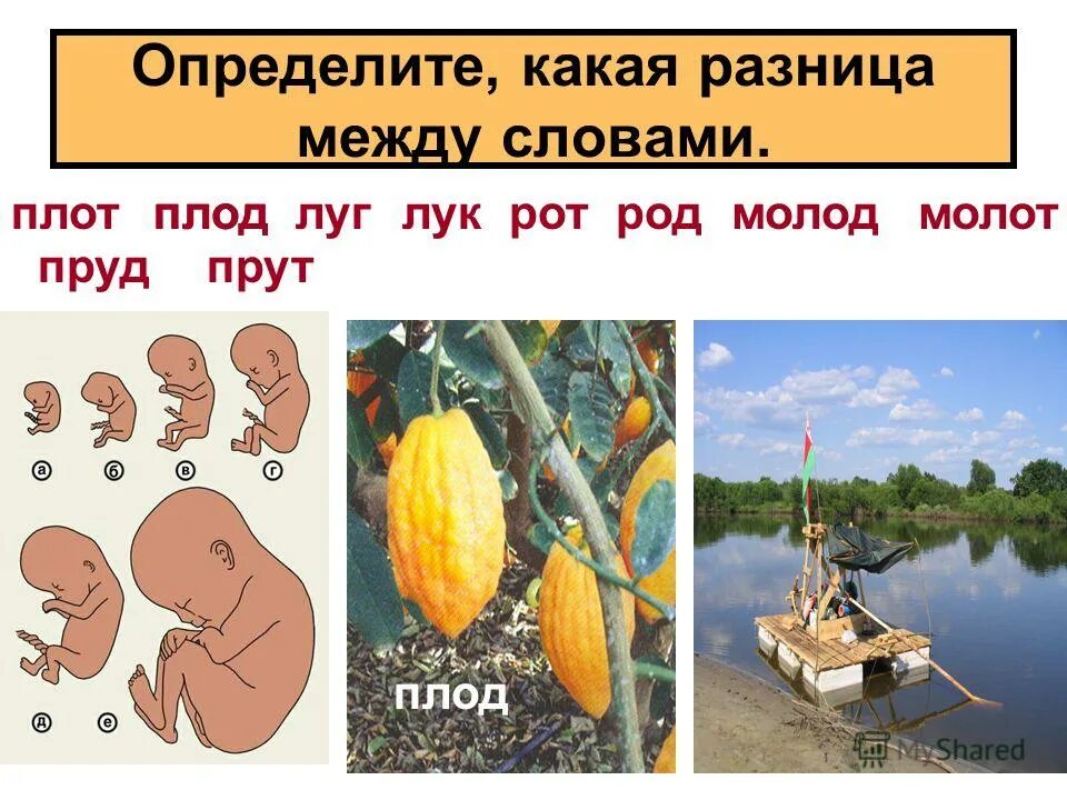 Плод и плот. Предложения с омофонами. Детские стихи про тыкву. Загадка про абрикос для детей. Стих про тыкву.