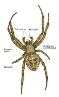 Крестовик внешнее строение