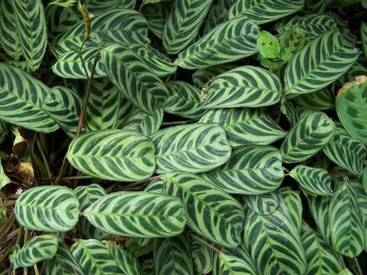 Calathea zebrina Plantas para terrario, Plantas de interior resistentes, Plantas