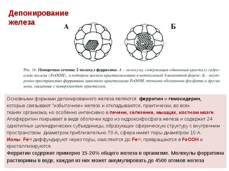 Формы депонирования железа. Ферритин. Ферритин депонирование железа. Назовите форму депонирования железа в организме:.