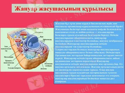 Онлайн лесбиянка хатшыларының порносын көру