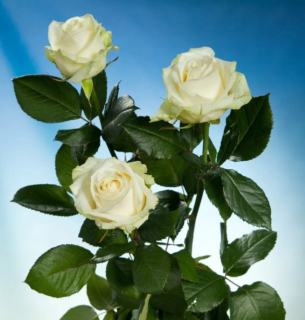 Как называются белые розы. Как называются белые розы. Как называются белые розы. Кустовые розы "сноуфлейк". Бокаловидные белые розы.