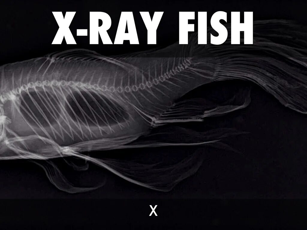 X-ray рыба. X ray Fish x. X ray Fish интересные факты. X-ray Fish рисунок.