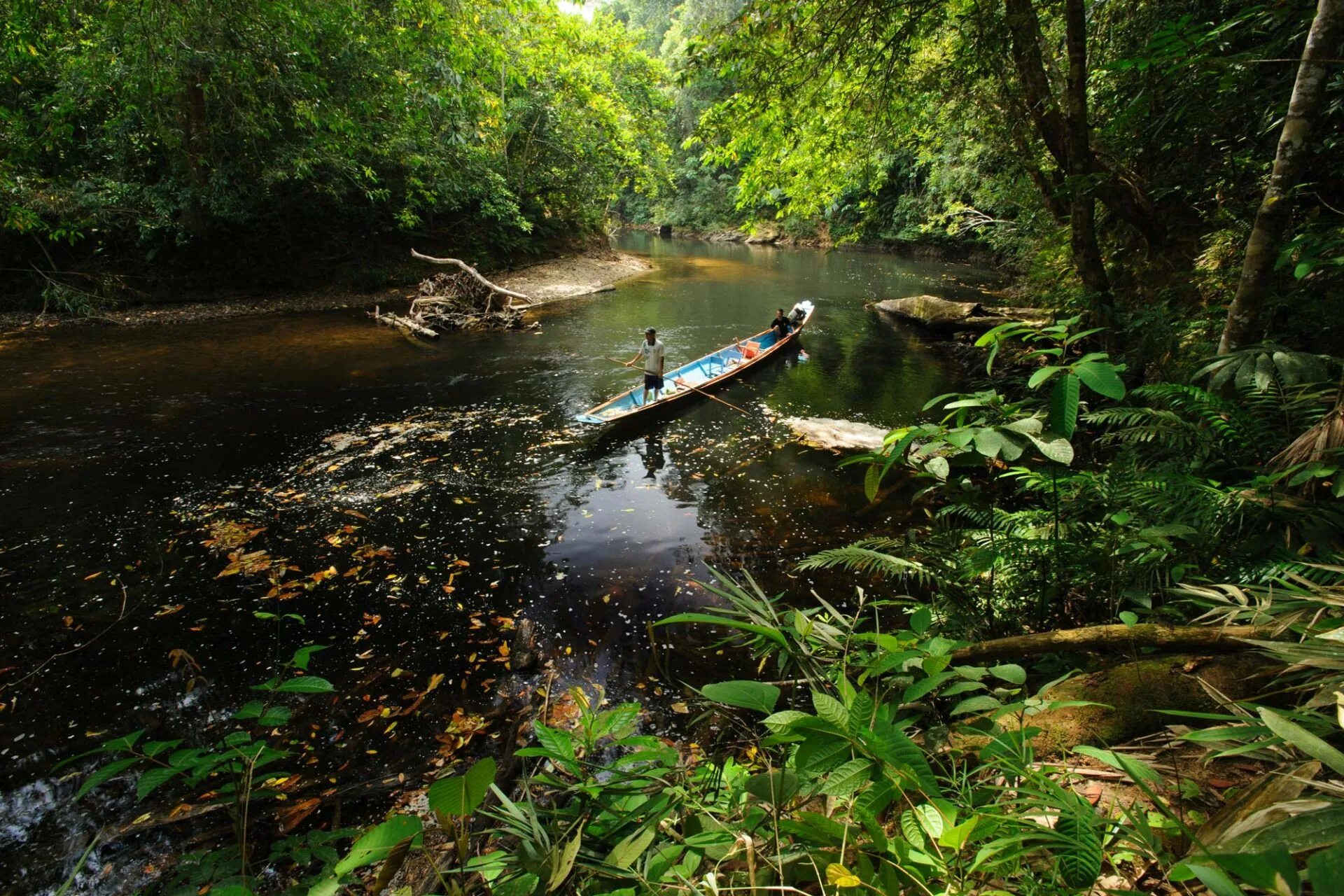 Ресурсы малайзии. Калимантан джунгли. Джунгли Борнео. Кучинг (Восточная Малайзия, о. Борнео). Борнео остров джунгли горы.