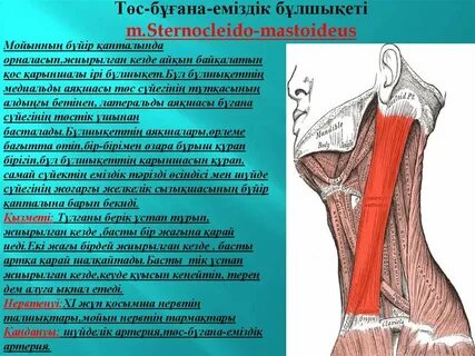 Елена Беркова онлайн секс