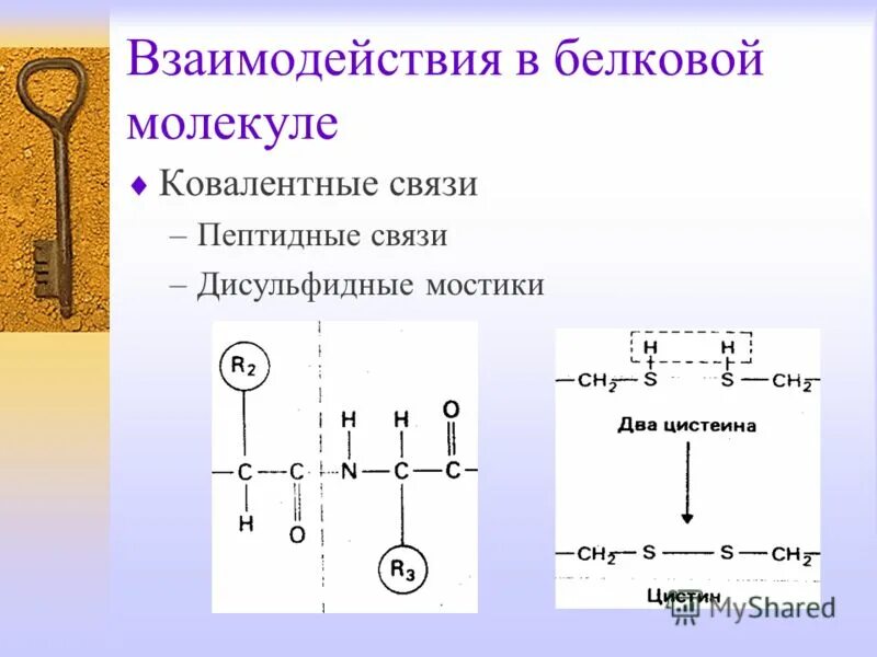 Дисульфидная связь в молекуле белка