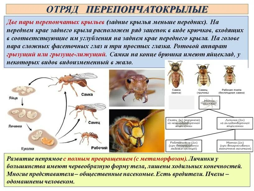 Какой тип развития характерен для лемура. Характерные признаки отряда Перепончатокрылые. Отряд Перепончатокрылые представители и характеристика. Тип развития перепончатокрылых. Перепончатокрылые развитие схема.