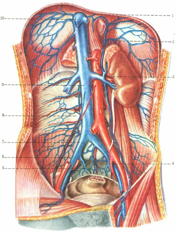 Две нижних полых вены. Нижняя полая Вена (v. Cava inferior). Нижняя полая Вена анатомия. Нижняя полая Вена ветви анатомия. Брюшная аорта и нижняя полая Вена.