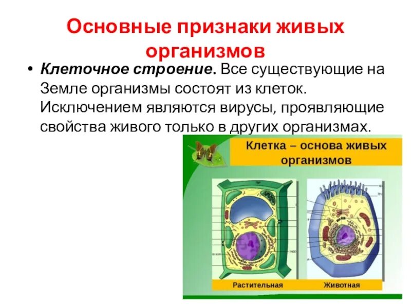 Свойства любого живого организма. Строение клетки живого организма. Строение живой клетки. Свойства живого клеточное строение. Основные признаки клеток живых организмов..