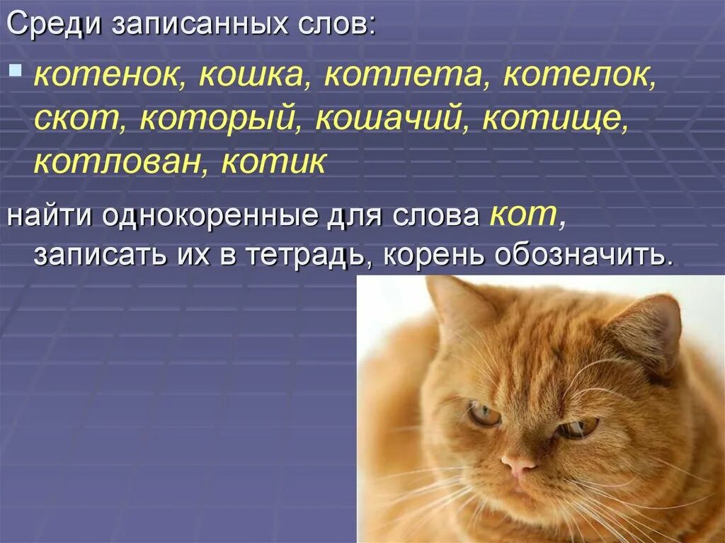 Формы слов кошка. Однокоренные слова к слову кот. Кошка однокоренные. Кот котик однокоренные слова. Родственные слова к слову кот.