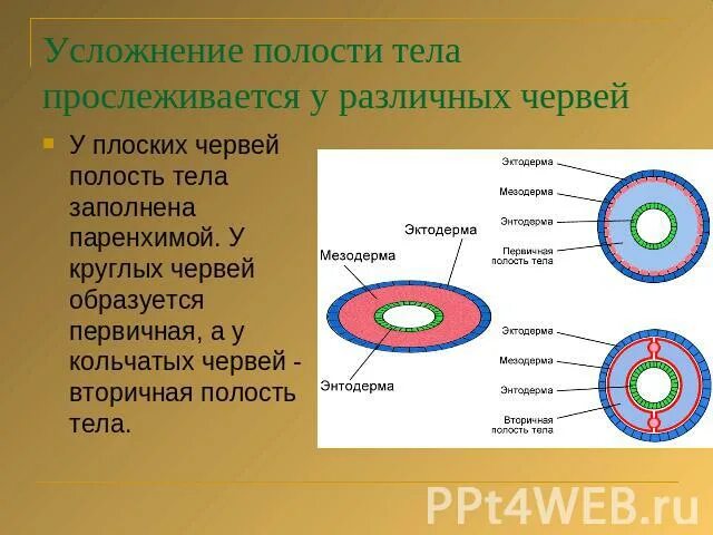 Вторичная полость тела у плоских червей. Первичная полость тела у круглых червей. Какая полость тела у плоских червей. Полость тела первичная, заполнена жидкостью.