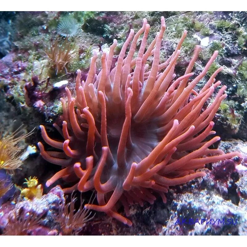 Актиния краснотелая. Актиния краснотелая (Macrodactyla doreensis). Актиния коралл морской аквариум. Анемоны актинии.
