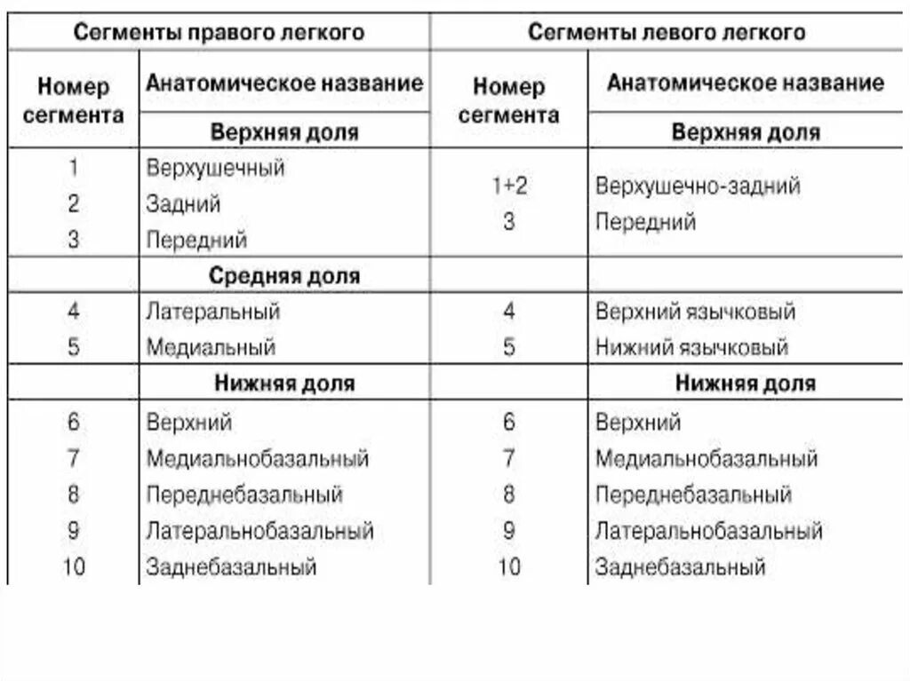 5 сегментов легкого. Доли и сегменты легких таблица. Сегменты правого легкого. Сегменты левого легкого. Сегменты правого и левого легкого.