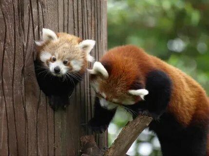 Small panda