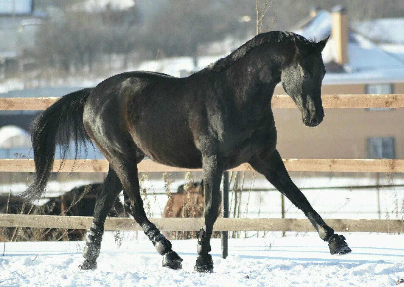 Конь мерен. Мерин жеребец. Лошади породы мерин. Тракененская лошадь вороной масти. Черный мерин лошадь.