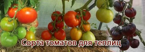 Проверенные семена от медведевых сайт