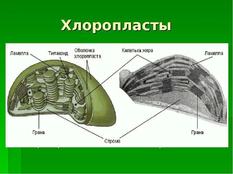 Складки внутри хлоропласта. Ламеллы хлоропластов. строение хлоропласта. строма хлоропласта. внутреннее строение хлоропласта.