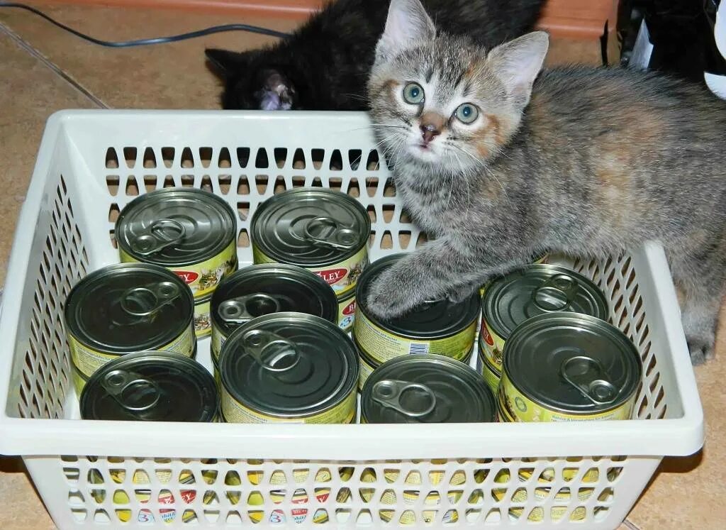 Подкармливать кошек. Овощи для корма кошек и котят. Еда для котят 2 месяца. Котик и детское питание. Можно ли котенка