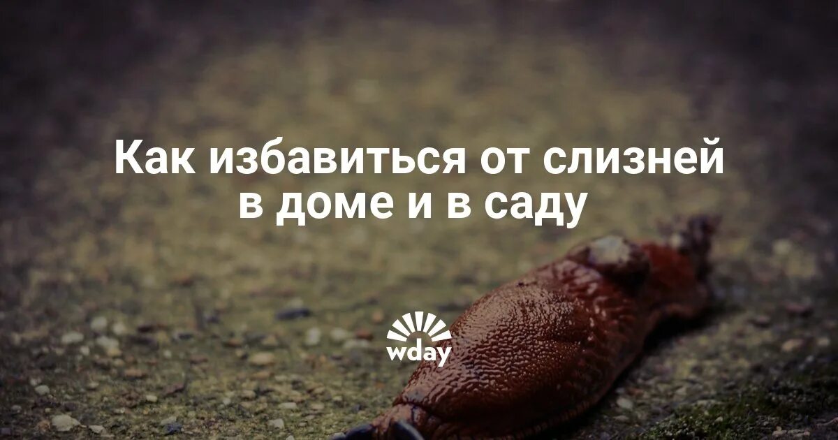 Как избавиться от слизней в подвале. Как избавиться от слизняков в доме. как избавиться от слизней в доме.
