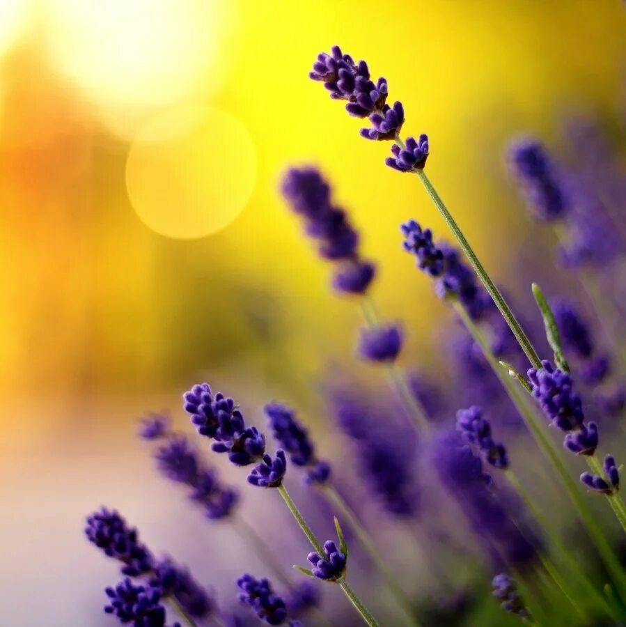 Синий черный желтый фиолетовый. Желтый палитра сочетание. Синий черный желтый фиолетовый. Фиолетово оранжевая палитра. Сиреневые цветы.