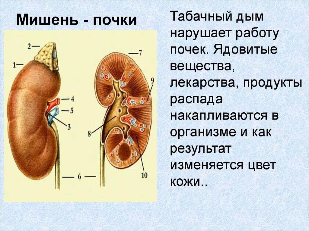 Влияние печени на почки. Сигареты влияет на почки.