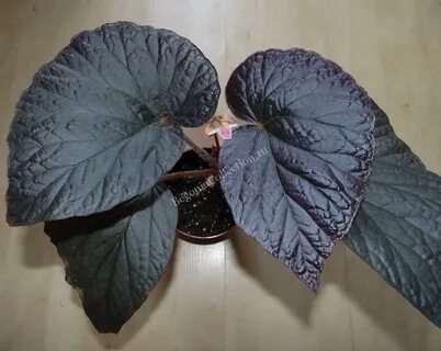 Begonia ameen beats