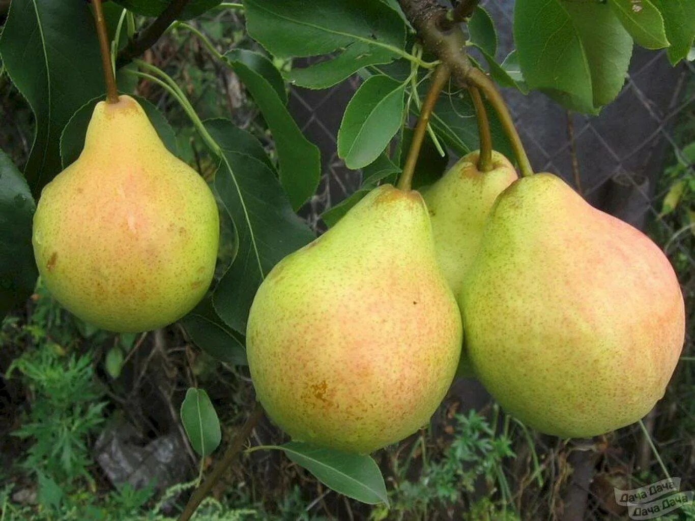 Груша памяти яковлева фото дерева. Груша осенняя "памяти яковлева". Груша россошанская красавица. Груша десертная россошанская. Груша памяти яковлевой.
