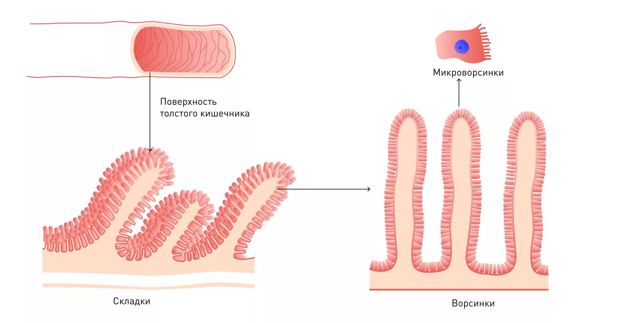 Строение ворсинки тонкой кишки анатомия. Строение ворсинки тонкого кишечника. Ворсинки и микроворсинки кишечника. Микроворсинка кишечника строение.