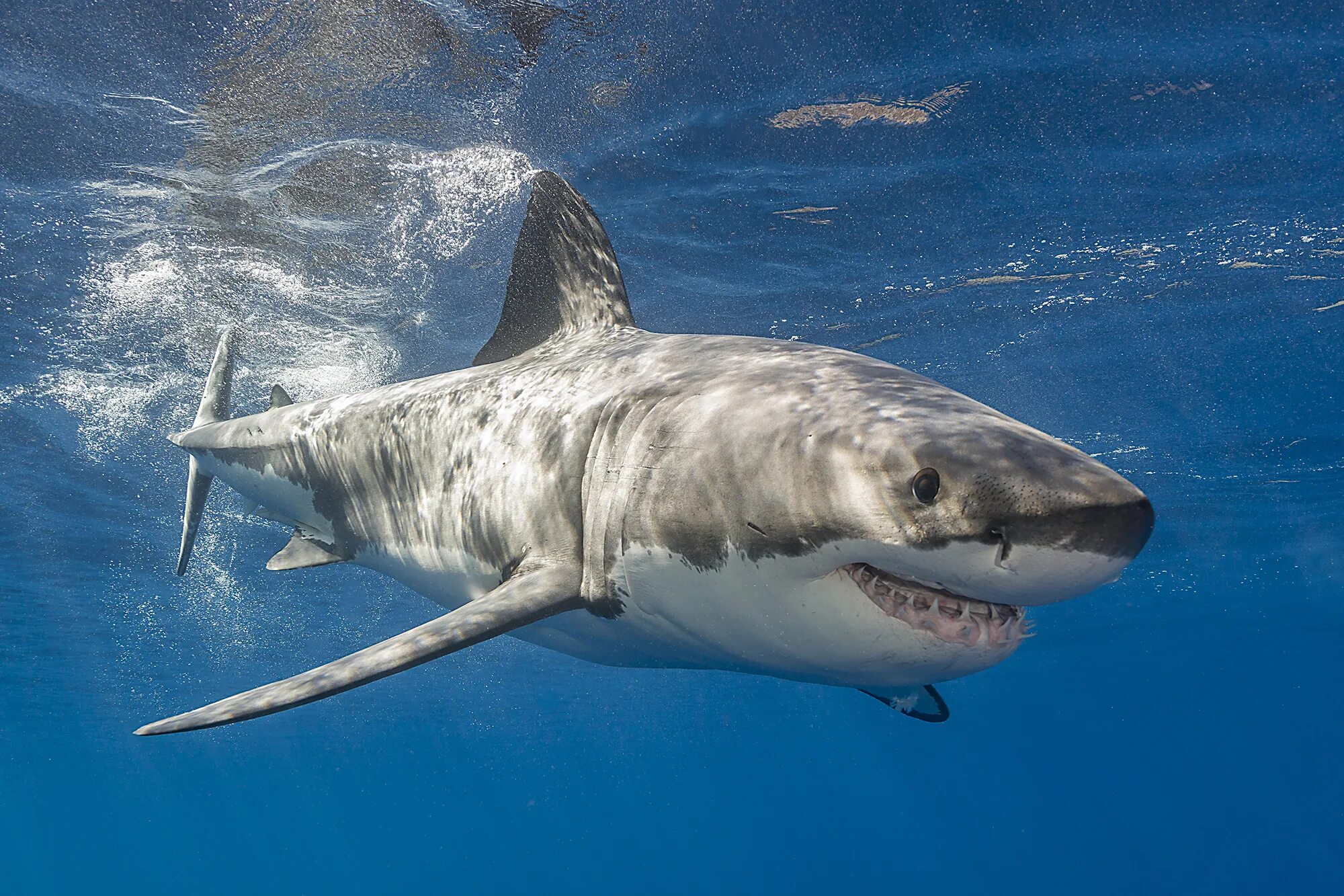 Акулы боятся пузырьков воздуха. Carcharodon carcharias. Большая белая акула кархародон. Большая белая акула (Carcharodon carcharias). Акула белая, акула-людоед, кархародон.