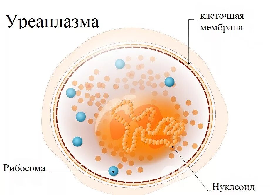 Ureaplasma как лечить