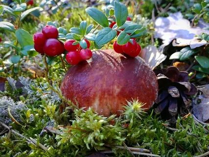 Скала лесные ягоды