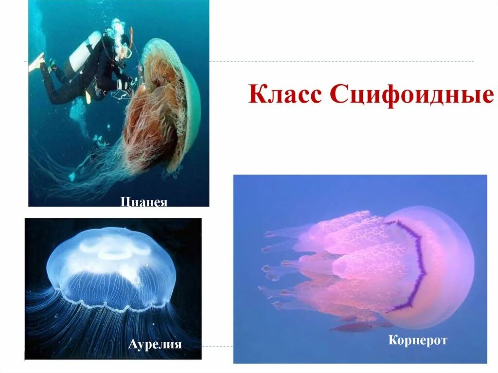 Тип сцифоидные медузы. Тип сцифоидные медузы