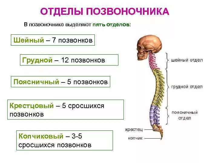 В позвоночнике выделяют отделы