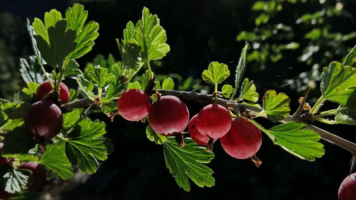 Женщина крыжовник. Крыжовник (ribes grossularia `Командор`). Крыжовник обыкновенный. Крыжовник иглистый. Смородино-крыжовниковый гибрид йошта.