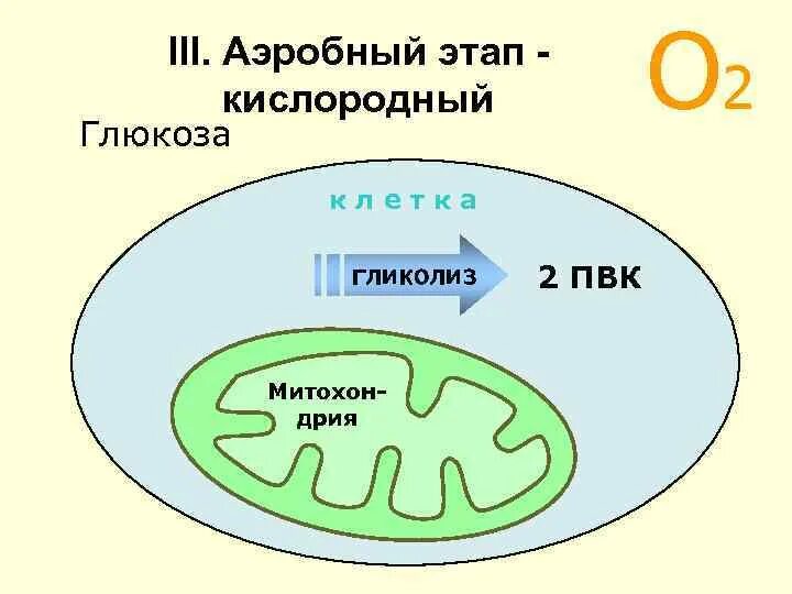 Энергетическим обменом является