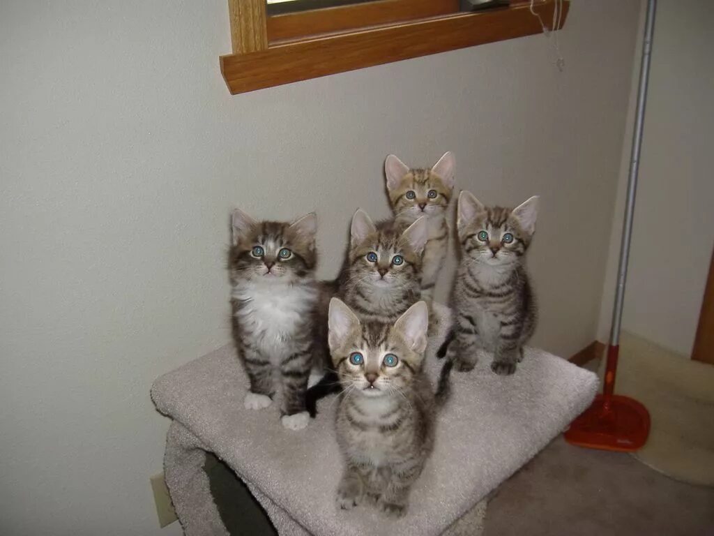 Смешные кошки с озвучкой. Кот мурзик мемы. Хозяин и мурзик приколы. Лютые приколы хозяин и мурзик. Кот мурзик и хозяин.