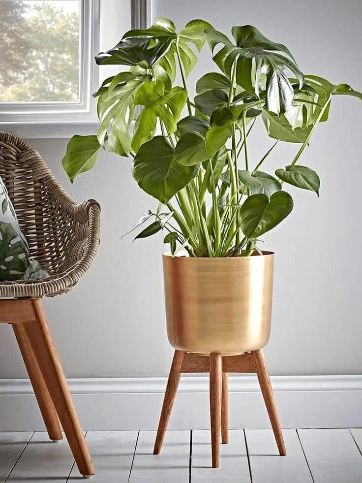 Мединилла магнифика. Фикус лирата в кашпо. Маранта лечуза. Большие цветы для дома в горшках. Lechuza classico ls.