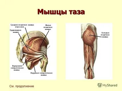 Мышечный таз