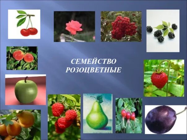 Декоративные растения семейства розоцветные примеры Семейство розовые или розоцветные (Rosaceae) это... Что такое Семейство розовые