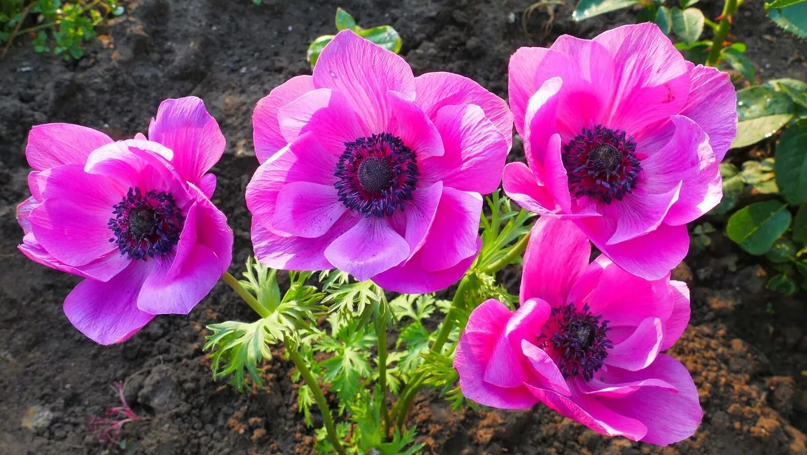 Анемона Pamina. Анемона ветреница. Анемона корончатая (Anemone coronaria). Анемона (ветреница) японская Pamina. Анемона цветок многолетник