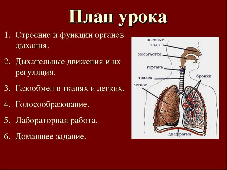 Легкие 8 класс кратко. Дыхательная система органов дыхания 8 класс. Строение легких и функции 8. Строение газообмена в легких. Дыхательная система строение и функции 8 класс.