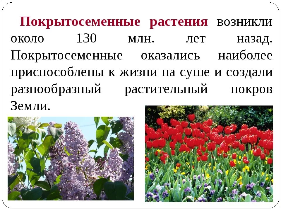 Когда появились 1 растения. Покрытосеменные растения. покрытосеменыерастения. покрытосеменныеэ растения. виды цветковых растений.