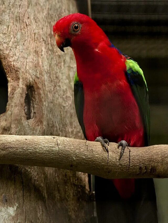 Parrots names. Желтоплечий Королевский попугай. Красный Королевский попугай. Краснополосый попугай. Порода попугаев Королевский.