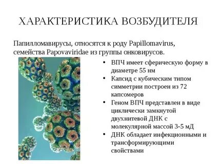 Характеристика вирусных инфекций