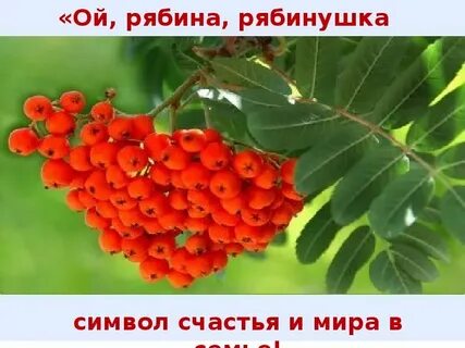 Ах рябина кудрявая