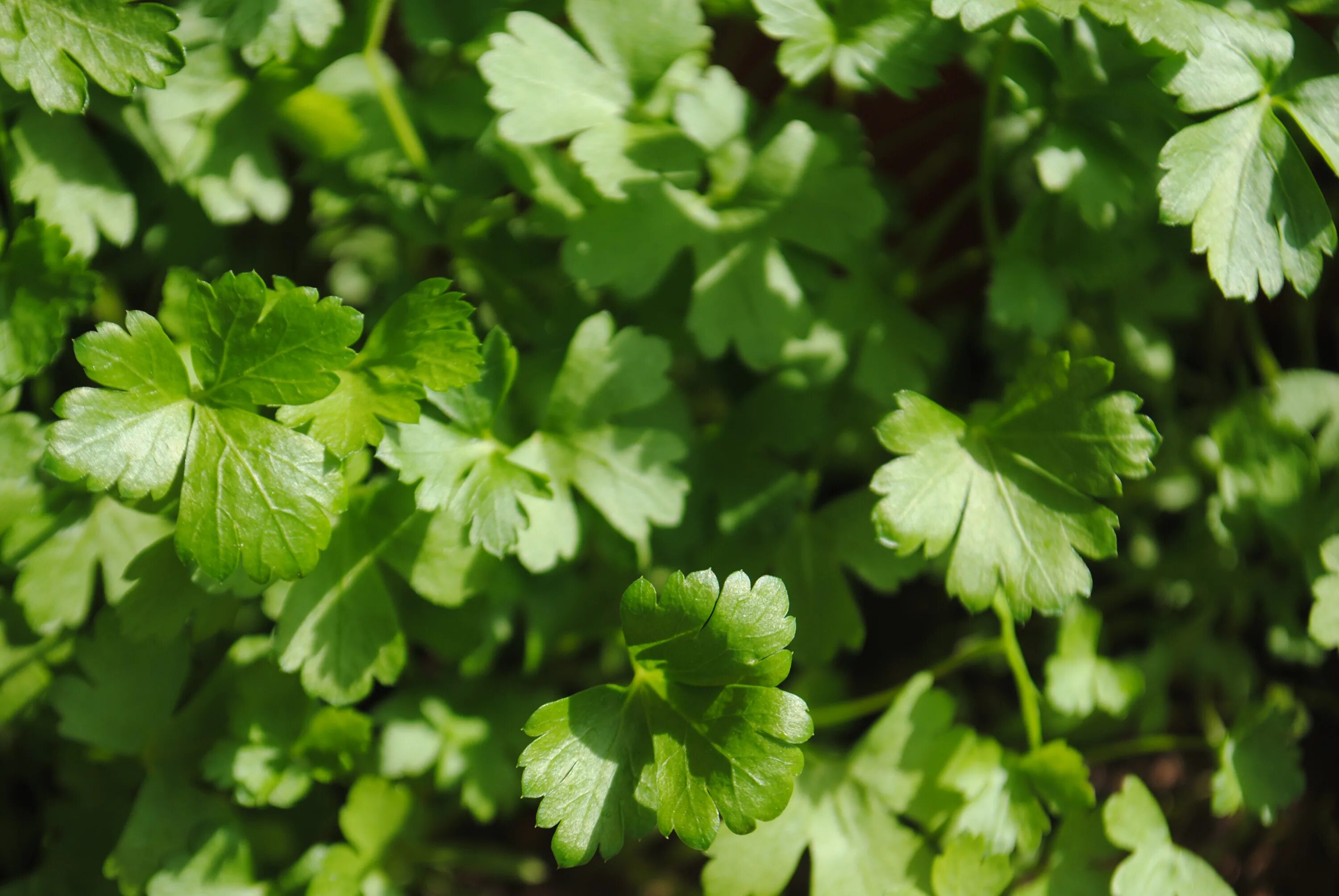 Петрушка другое название. Петрушка (petroselinum crispum). петрушка кудрявая - petroselinum crispum. петрушка (род). собачья петрушка.