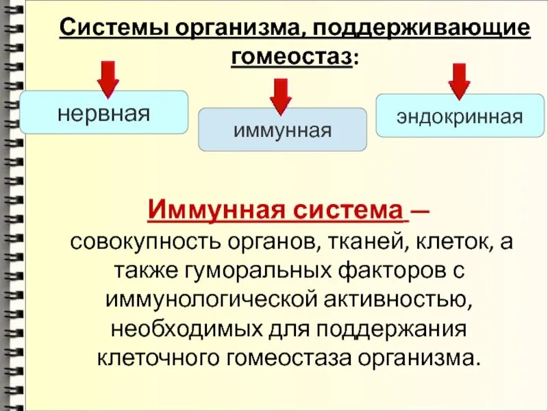 Нервная эндокринная и иммунная системы. Органы системы органов поддерживающие гомеостаз. Механизмы формирования иммунологической памяти. Гуморально адаптивны иммунная система. Эндокринная и иммунная система